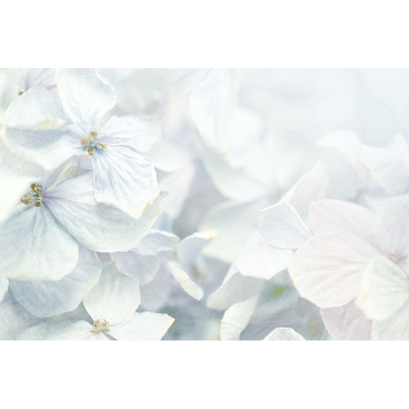 Viviano Viviano Hydrangeas In Winter by Kyryl Gorlov - Wrapped Canvas Print, 20cm H x 30cm W x 3.8cm D