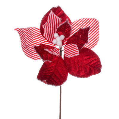 Tige de poinsettia