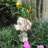 Muggly's Muttley the Dog Animal Statue Planter-1178216594