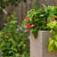 Argentine Trough Planter-94137280