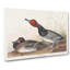 Duck by John Audubon - Wrapped Canvas-55323862