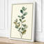 Study in Sage Botanical - Wrapped Canvas-1402834-1402843