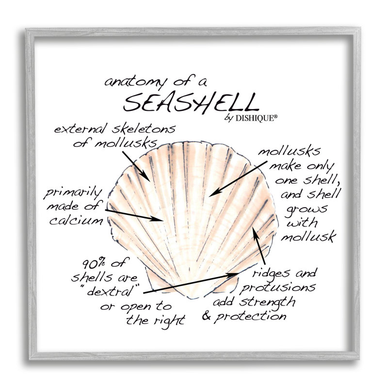 Anatomy Of Seashell, H 24 po x l 24 po x P 1,5 po, Estampe numérique Farmhouse