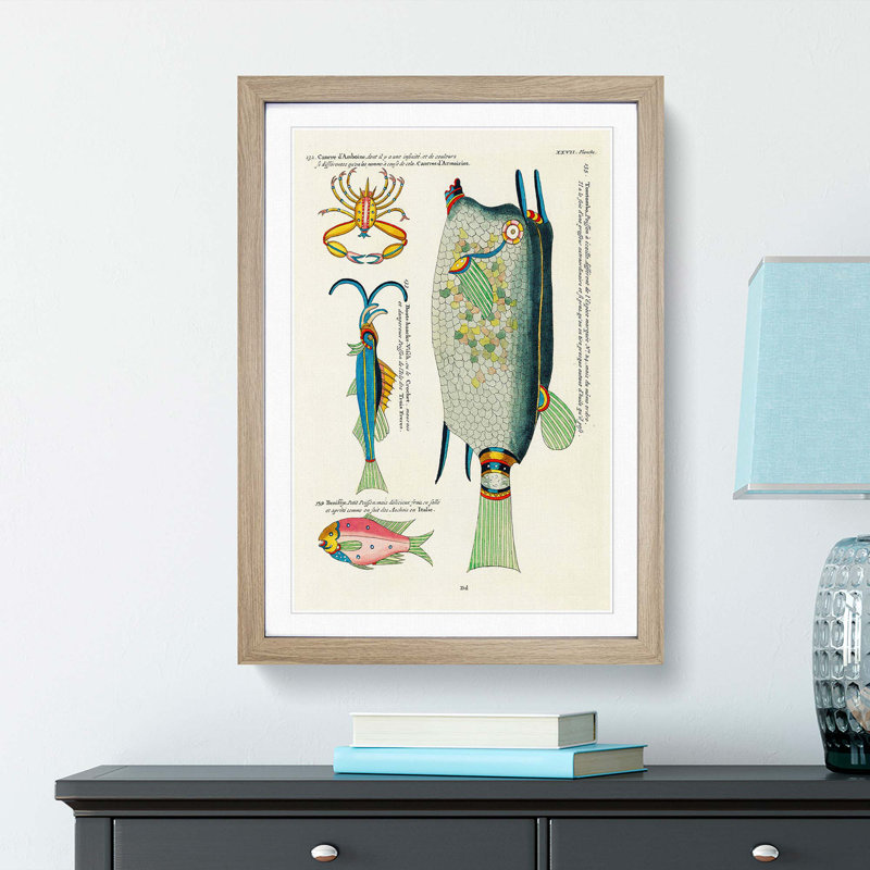 East Indies Fish & Crab Illustrations XXVII by Louis Renard - Picture Frame Painting Print, 36cm H x 27cm W x 2cm D