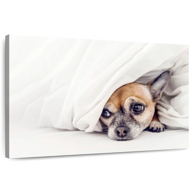 Chien chihuahua Brampt
