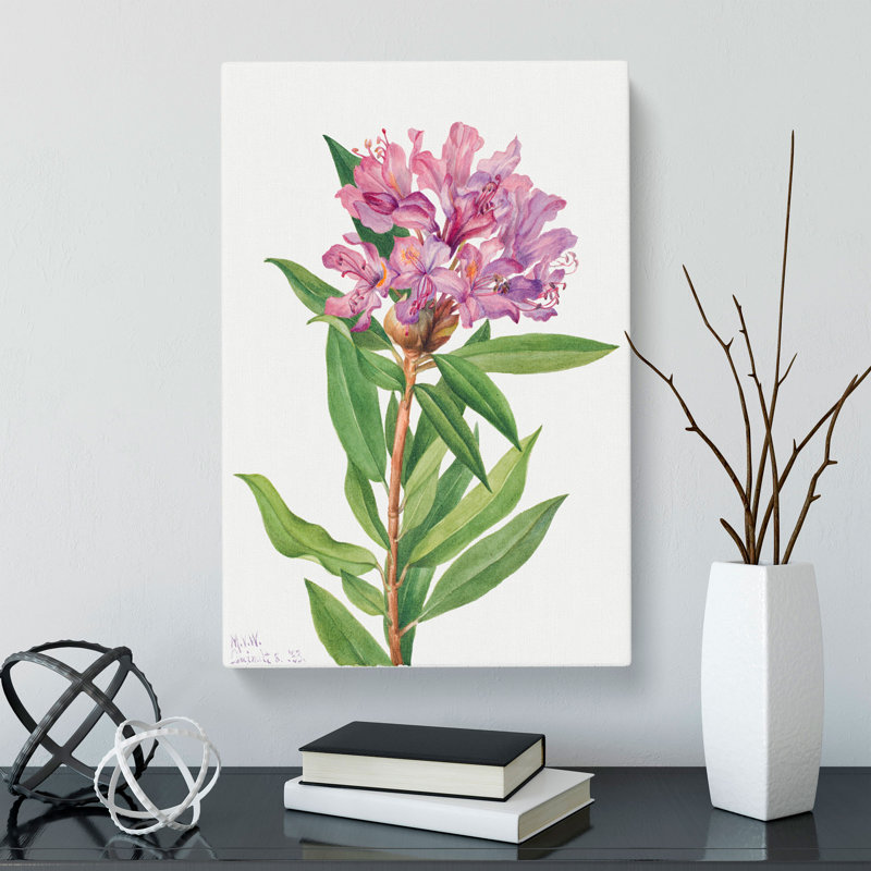 California Rose Bay by Mary Vaux Walcott - Wrapped Canvas Painting, 50cm H x 35cm W x 3cm D