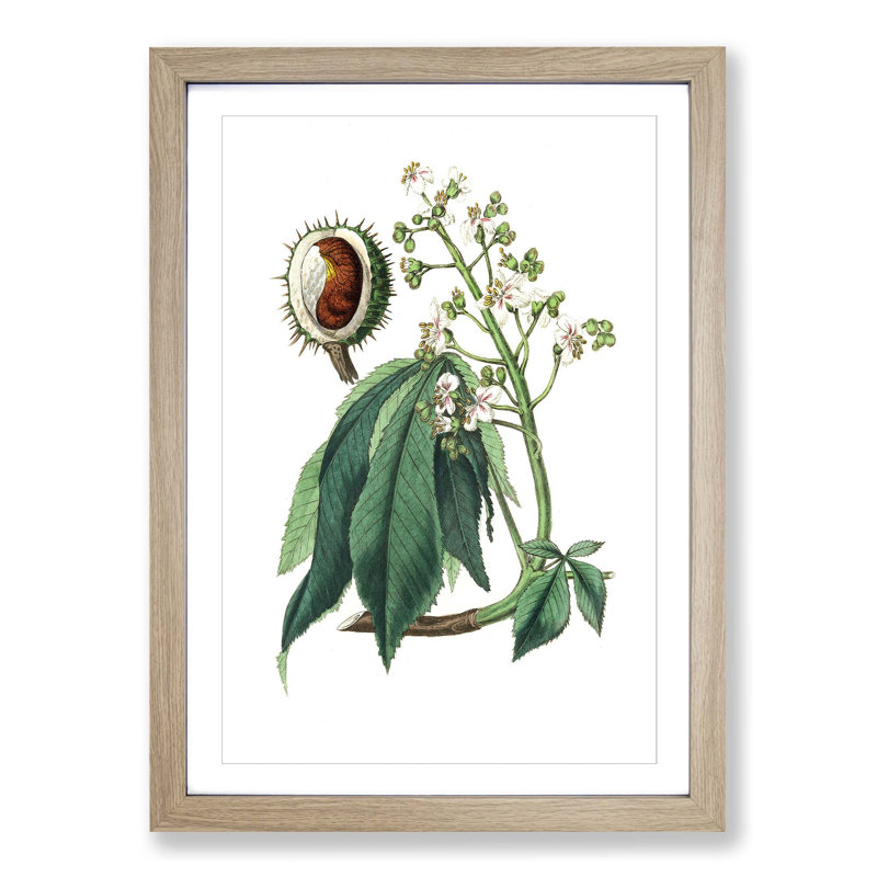 European Horse-chestnut Tree Illustration - Picture Frame Painting Print, Oak Framed, 65cm H x 48cm W x 2cm D