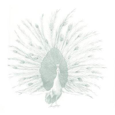 Sage Peacock I by Grace Popp - Wrapped Canvas Painting