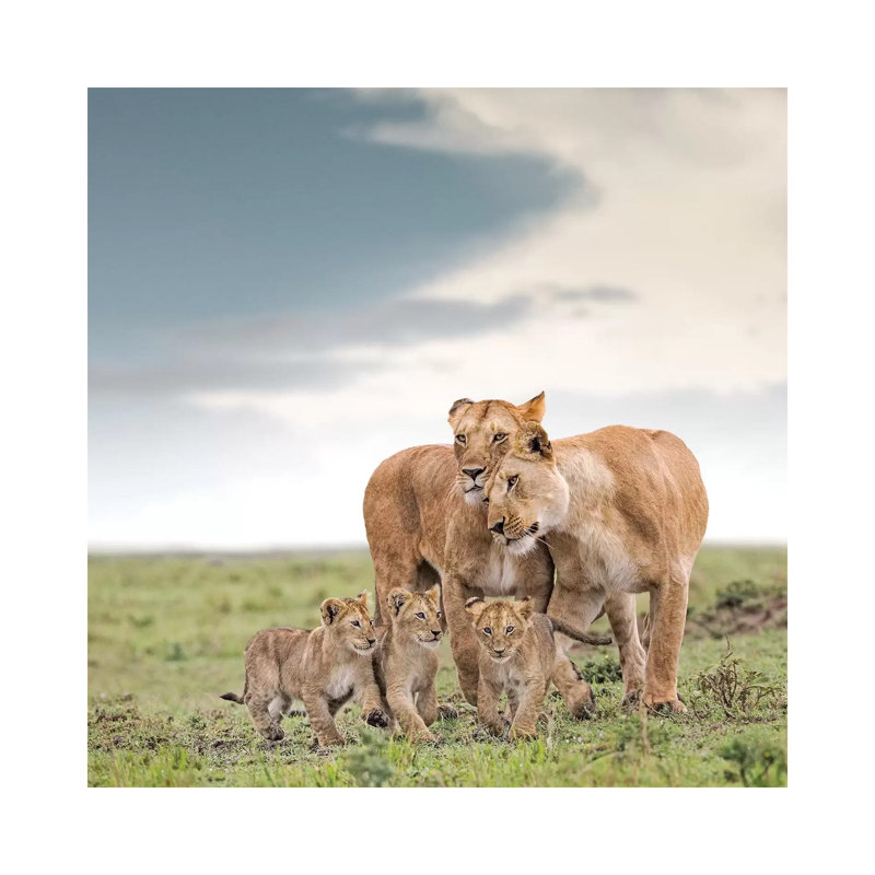 Colour Lioness & Cubs 1 Piece Wall Art on Canvas, 66.04 cm H x 66.04 cm W x 1.91 cm D, Wrapped Canvas