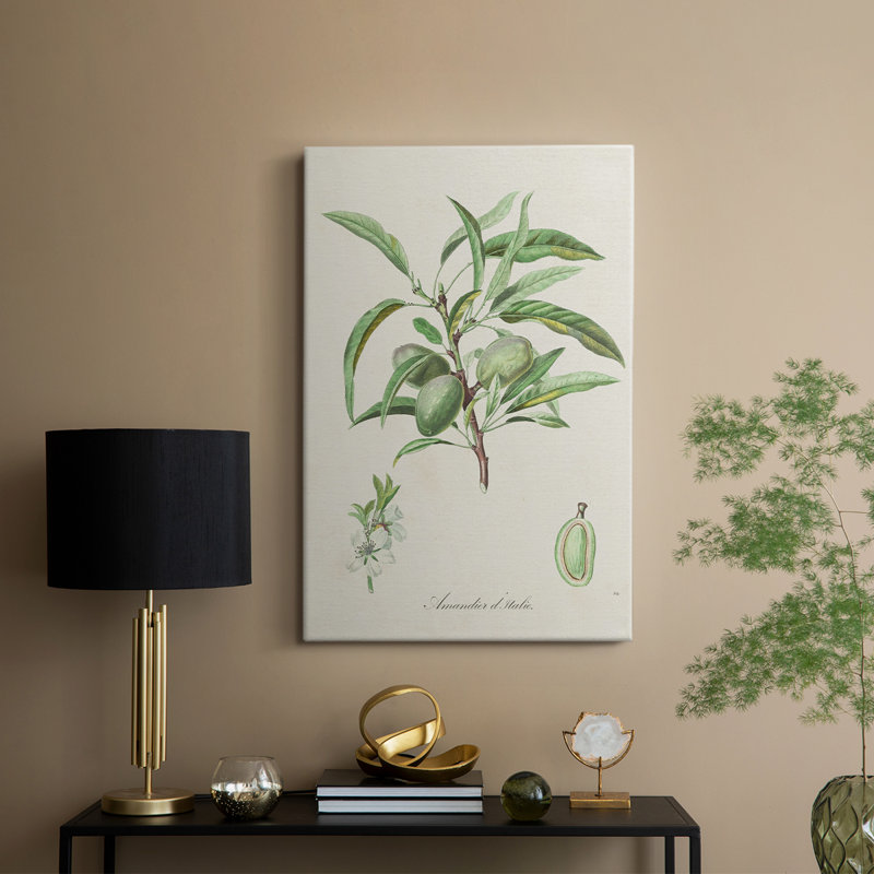 Amande antique botanique III - galerie Cavas sur mesure, H 36 po x l 24 po