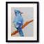 Blue Jay Print by Phyllis Adams-64401740