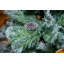 Lakeland Spruce 8ft Slim Tree
