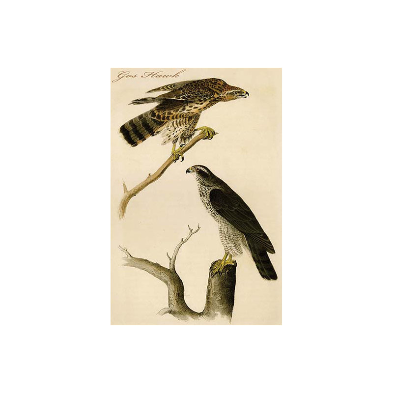 Gos hawk-impression d’art graphique, H 36 po x l 24 po x P 1,5 po