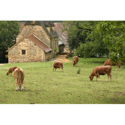 Bétail en pâture - Photographie sur toile tendue
