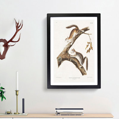 Downy Squirrels by J.W. Audubon - Picture Frame Painting Print