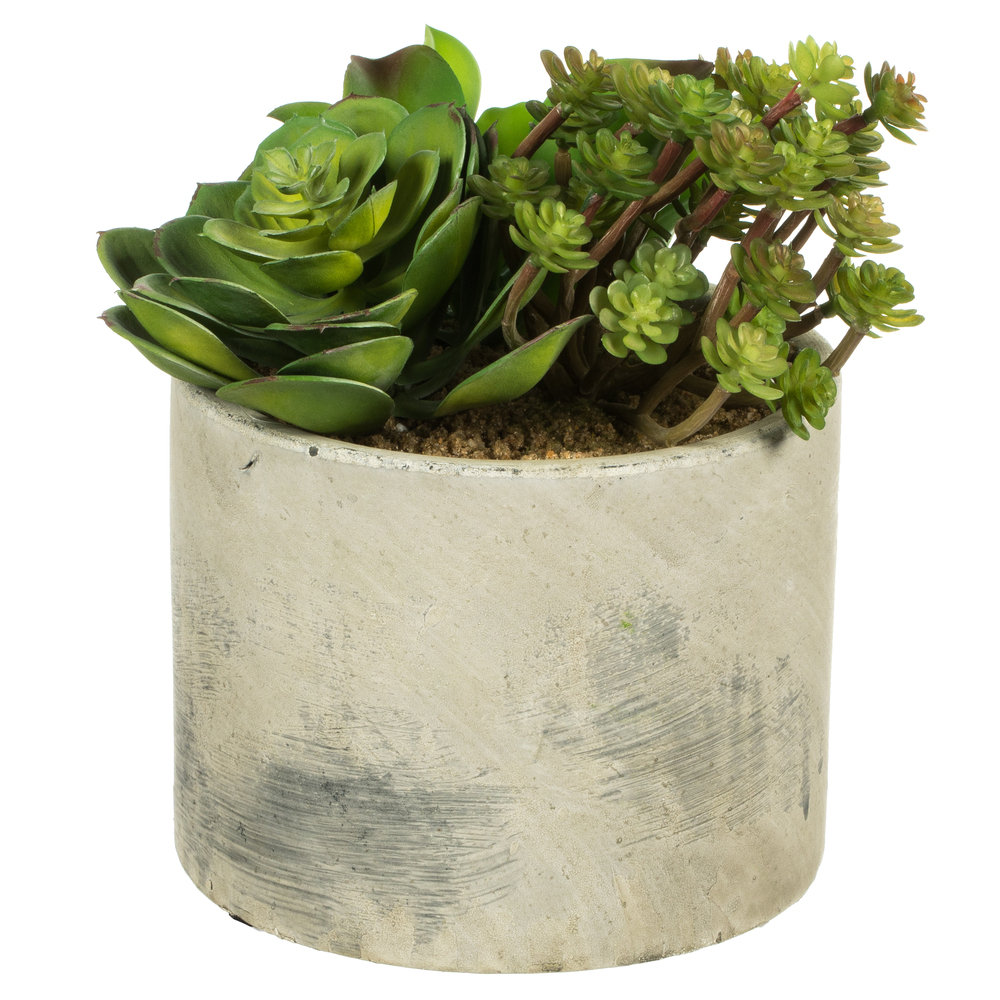 8'' Faux Succulent in Ceramic Pot (Set of 2) 17 Stories