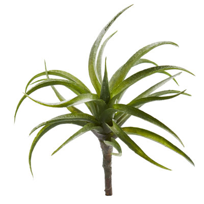 Succulent plante de bureau air