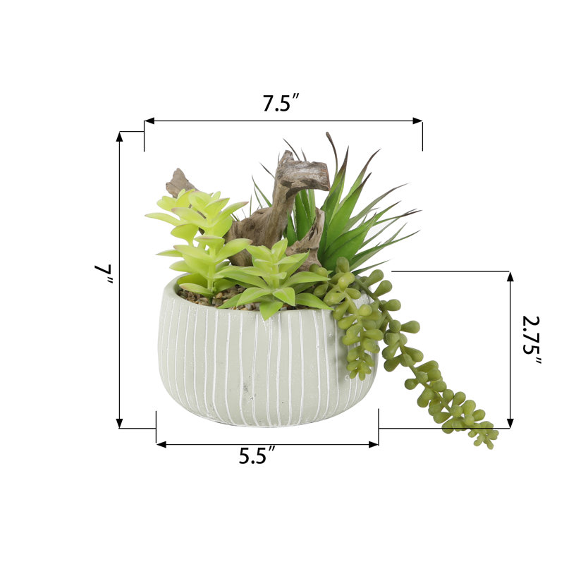 Plante de 8,25 po Kimbrough