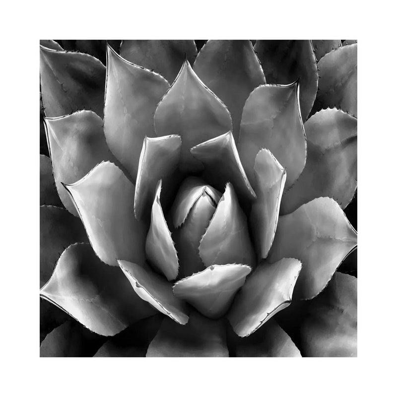 Black And White Succulent II by Mia Jensen - Wrapped Canvas Print, 93.98 cm H x 93.98 cm W x 1.91 cm D