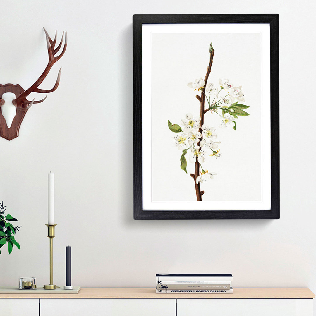 Musky Pear Tree Flowers by Giorgio Gallesio - Picture Frame Painting Print