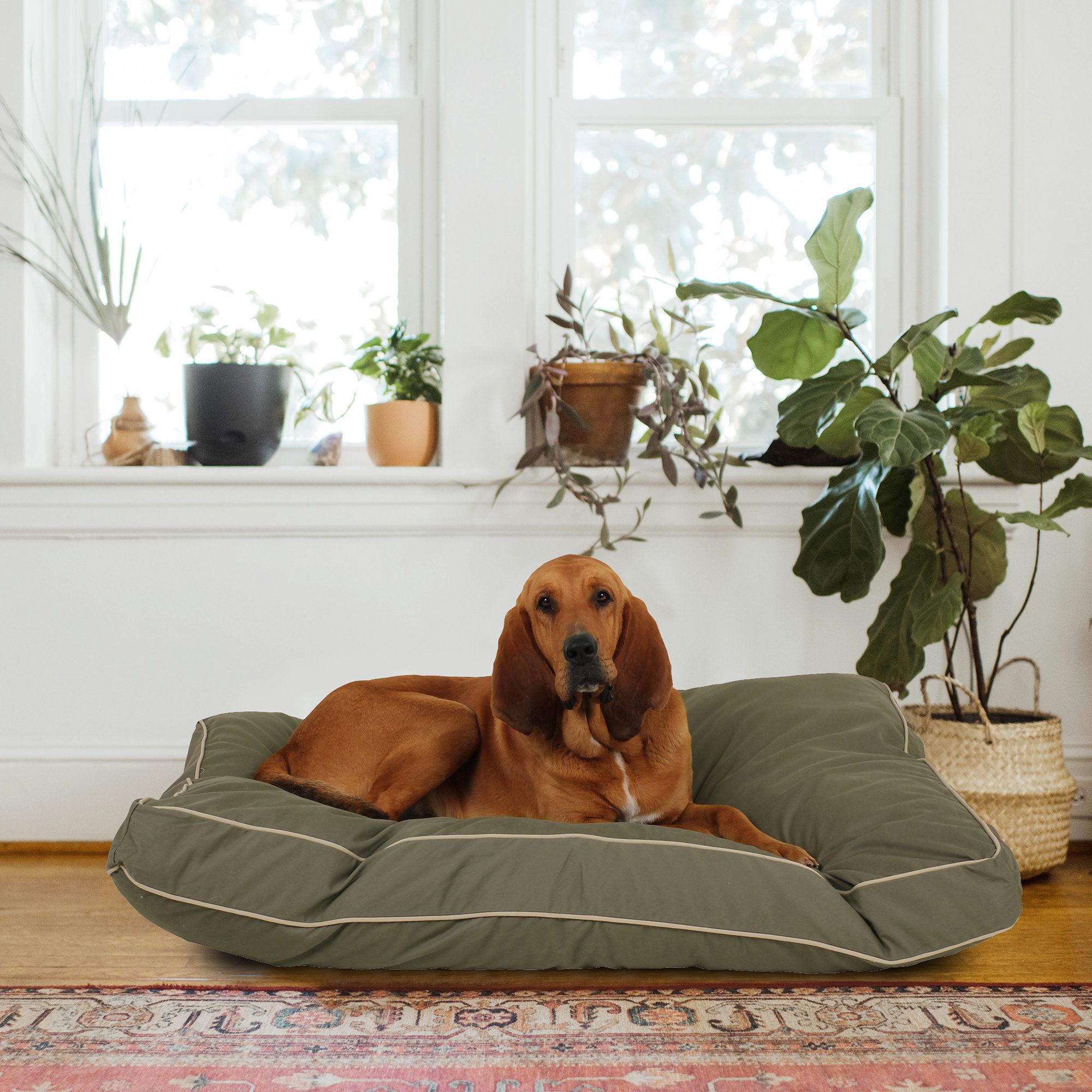 Orthopedic Foam Pet Bed with Removable Washable Cover, Large (48" W x 36" D x 4" H), Sage/Khaki