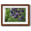 Aubergine-552554439