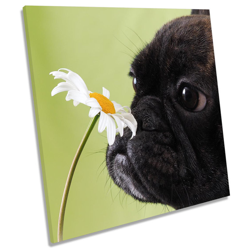 Z1914 French Bulldog Flower - Wrapped Canvas Print, 40.6cm H x 40.6cm W x 2cm D