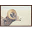 Parvez Taj - Single Picture Frame Print-19701413