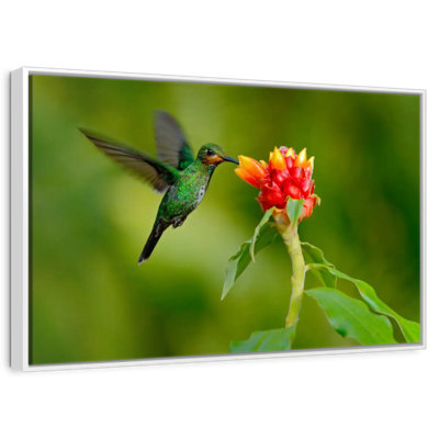 Flower And Green Hummingbird
