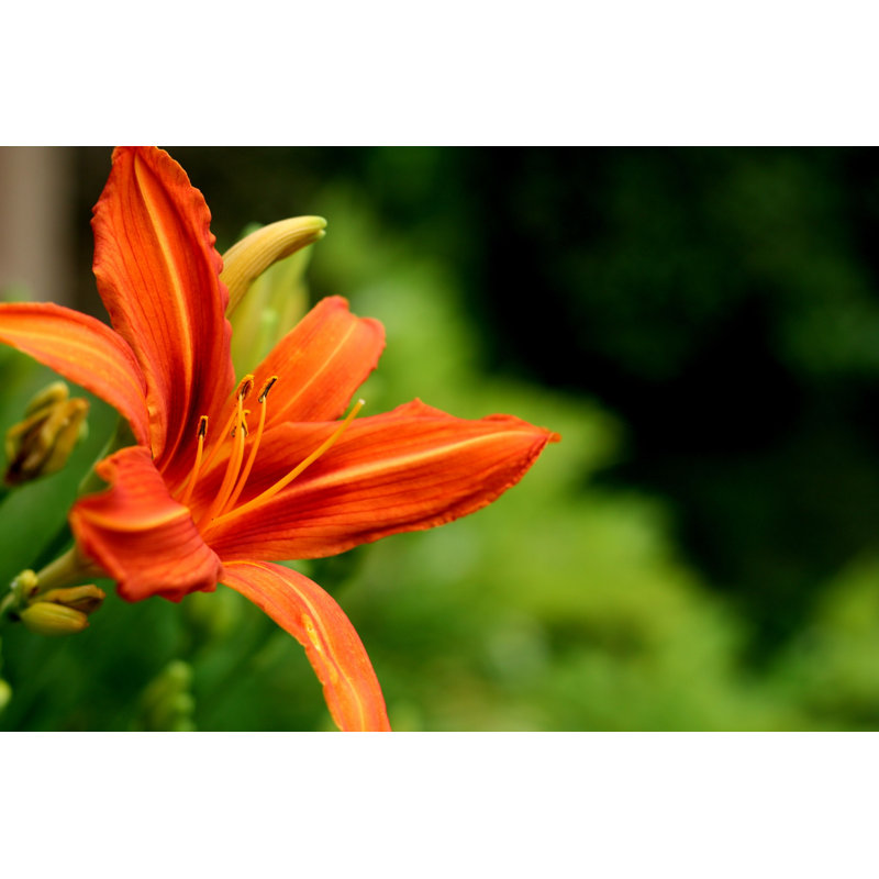 Picciola " Day Lilly " by Frenchmen77, 8" H x 12" W