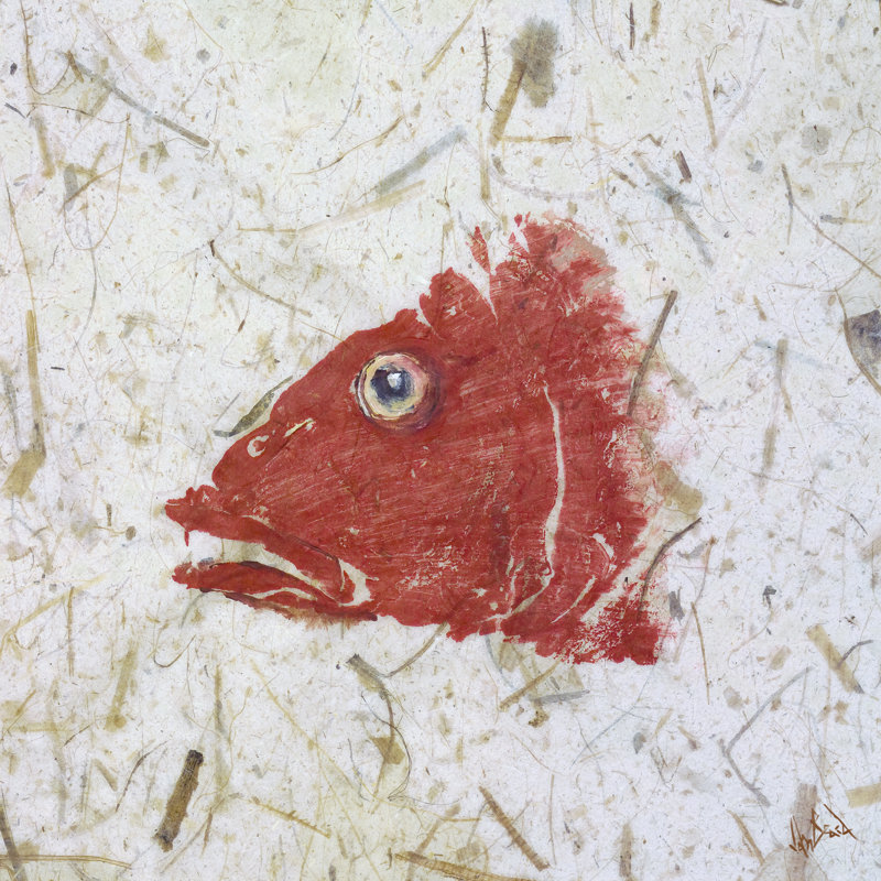 Snapper Red By John Beard - Gallery Wrapped Canvas Print Print by John Beard, 32" H x 32" W x 3" D