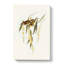 Brown Honeyeater Birds by Elizabeth Gould - Wrapped Canvas Painting-55362687