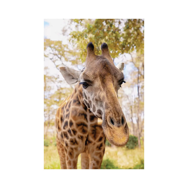 Curious Giraffe by Kathy Mansfield - Wrapped Canvas Gallery-Wrapped Canvas Giclée, 45.72cm H x 30.48cm W
