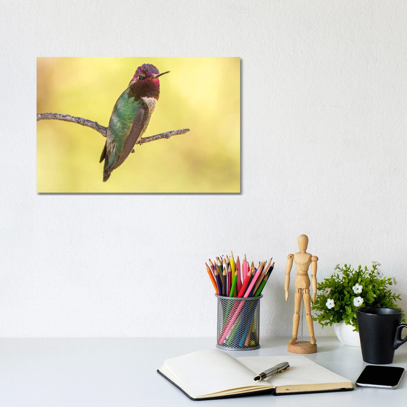 USA, Arizona, Boyce Thompson Arboretum State Park. Male Anna's Hummingbird Displaying On Limb. by Jaynes Gallery - Wrapped Canvas Gallery-Wrapped Canvas Giclée
