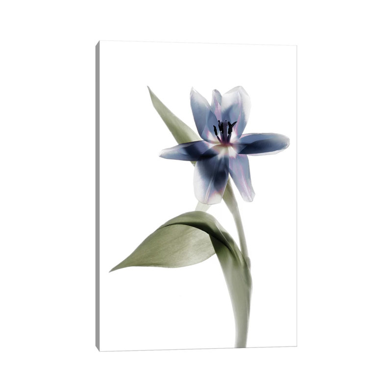 X-Ray Tulip VII by Judy Stalus - Wrapped Canvas Print, 152.5 cm H x 101.5 cm W