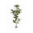 Alpine Ficus Tree