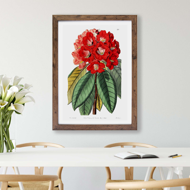 Red Rhododendron Flowers - Framed Print, 33cm H x 45cm W x 2cm D, Walnut