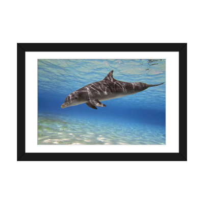 " A Bottlenose Dolphin Swimming In The Barrier Reef, Grand Cayman " by Amanda Nicholls