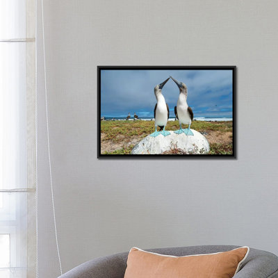 Paire de fous à pattes bleues, île de Santa Cruz, îles Galapagos, Équateur, par Tui De Roy - reproduction de photo sur toile tendue