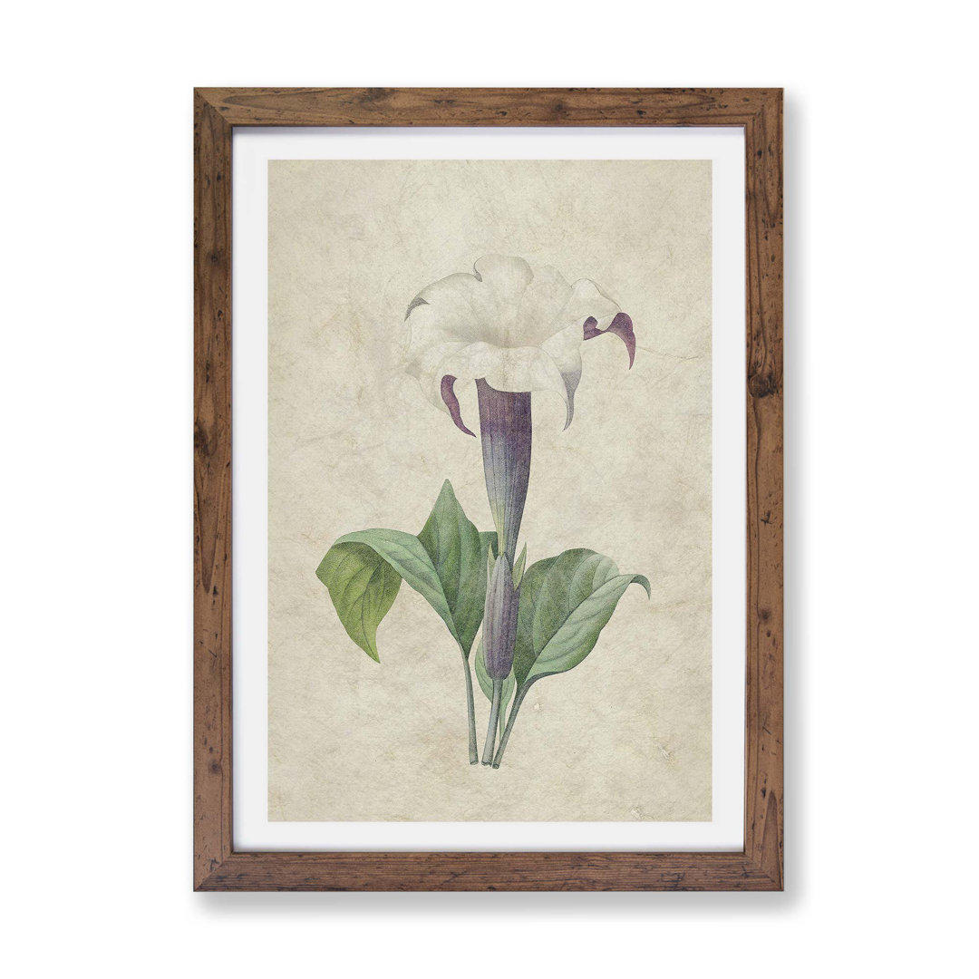 Daturas Flower by Pierre-Joseph Redoute - Framed Print