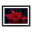 Red Rose Flower - Picture Frame Painting Print-55597833-55597830