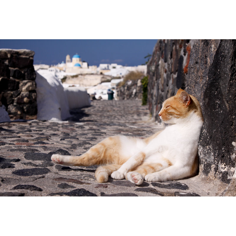 «Stray Cat» par Moonstone Images, H 20 po x l 30 po