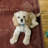 Maril Maynor Washable Brown And Ivory Area Rug-456582016