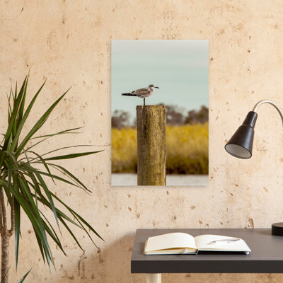 Gull On Piling – St Augustine - Coastal Landscapes Photography Animals Art