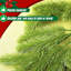 3M Christmas Norfolk Pine Garland - Artificial Cypress Greenery - Natural Touch Decoration for Outdoor Indoor Christmas Table Fireplace Wall Home