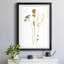 Pressed Botanical III par J Paul - reproduction de cadre photo-1463566709-1463566710
