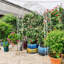 Versatile Metal Garden Arch For Various Occasions And Plants Support