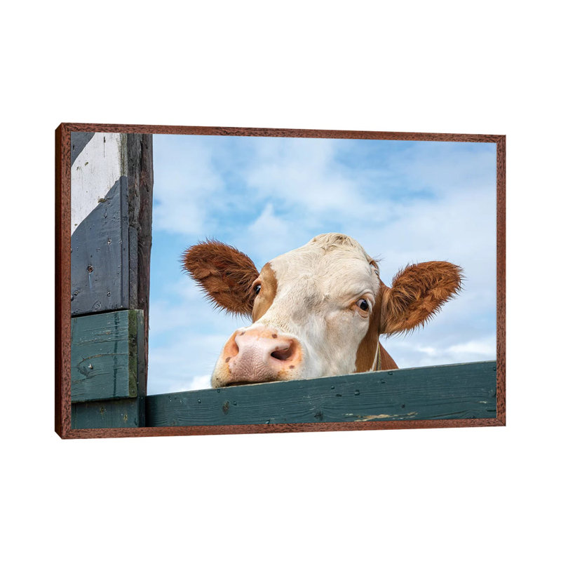 Peeking Cow by Clara Bastian - Print on Canvas, Classic Brown Wood Framed, 101.6 cm H x 66.04 cm W
