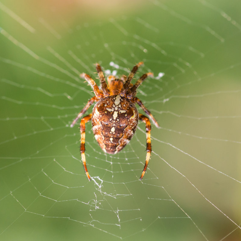 " Spider " by Bigemrg, 12" H x 12" W  