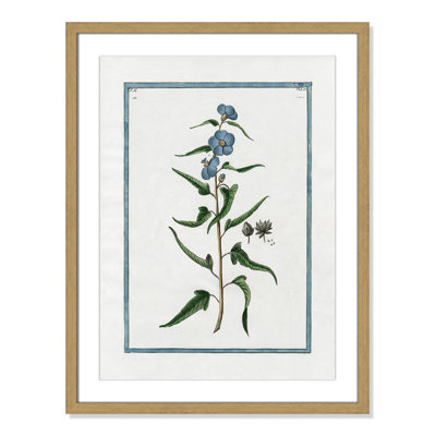 Colombe "Shabby Elegance Botanical I" Print